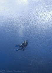 Fish soup. Darwin . Galapagos. D200, 10.5mm. by Derek Haslam 